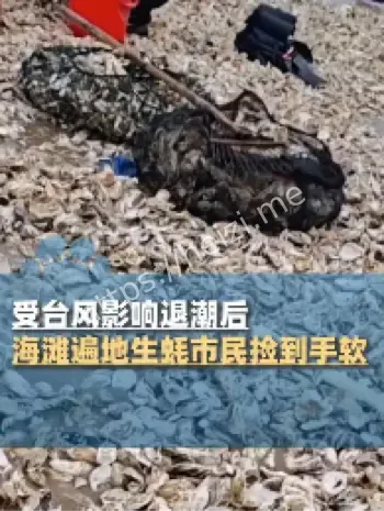 海滩退潮生蚝遍地捡拾